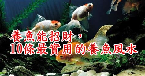 養金魚風水|養魚能招財，10條最實用的養魚風水（你一定要知道）。